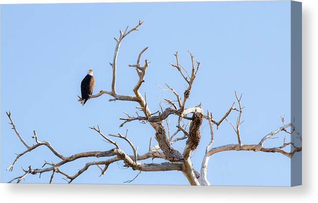  Canvas Print featuring the photograph Eagles in Nest Arizona by Catherine Walters