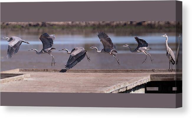 Alameda Canvas Print featuring the photograph Great Blue Heron Take Off by Mike Gifford