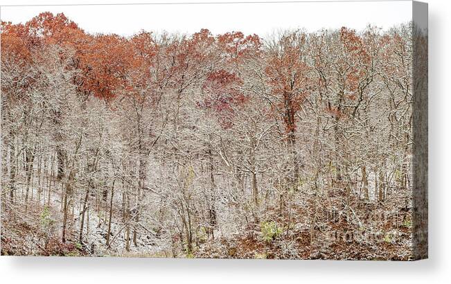 Trees Canvas Print featuring the photograph Holding Onto Fall by Tamara Becker