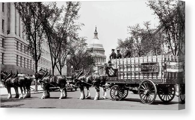 Prohibition Canvas Print featuring the photograph Horses In Prohibition - Washington D.C. - Budweiser Clydesdale by Doc Braham