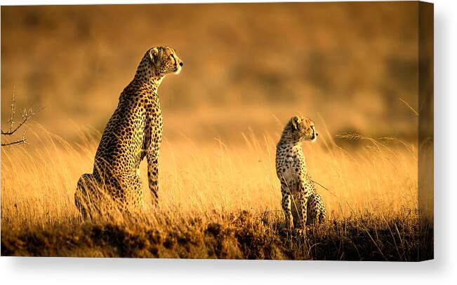 Cheetah Canvas Print featuring the photograph Mum And Son by Hung Tsui