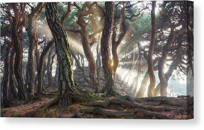 Rays Canvas Print featuring the photograph Sacred Pine Trees by Jaeyoun Ryu