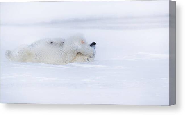 Snow Canvas Print featuring the photograph Shy by Phillip Chang