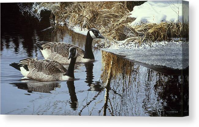 Two Canadian (canada) Geese Drift Through The Water. Canvas Print featuring the painting Spring Arrivals- Canada Geese by Ron Parker