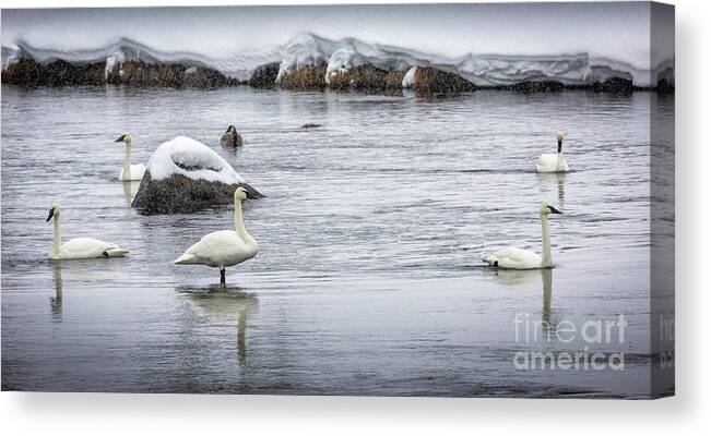 Timothy Hacker Canvas Print featuring the photograph Swans In Winter 1 by Timothy Hacker