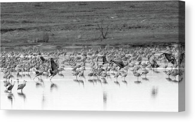 Richard E. Porter Canvas Print featuring the photograph Taking Off - Muleshoe Wildlife Refuge, Texas by Richard Porter