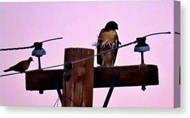 Affordable Canvas Print featuring the photograph The Hawk and the Dove After Sundown by Judy Kennedy