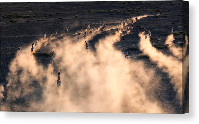 Antelope Canvas Print featuring the photograph Thomson Gazelle In Sunset by Henry Zhao