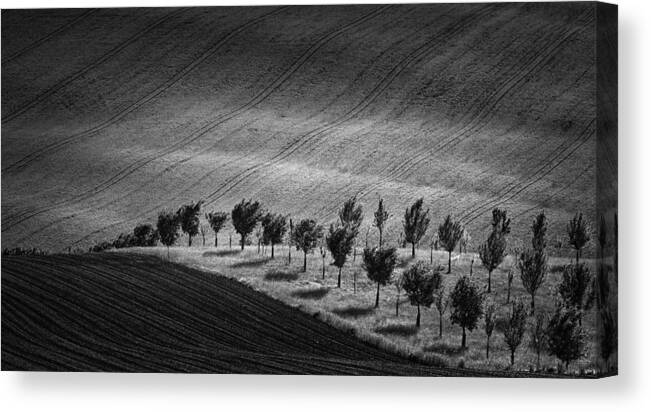 Hills
B&w
Light
Spring
Fields
Nature Canvas Print featuring the photograph Trees by Slawomir Kowalczyk