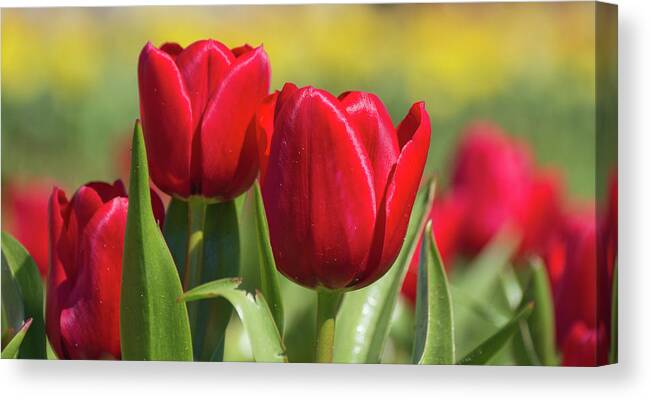 Tulip Canvas Print featuring the photograph Tulips 12 #floral #tulip by Andrea Anderegg