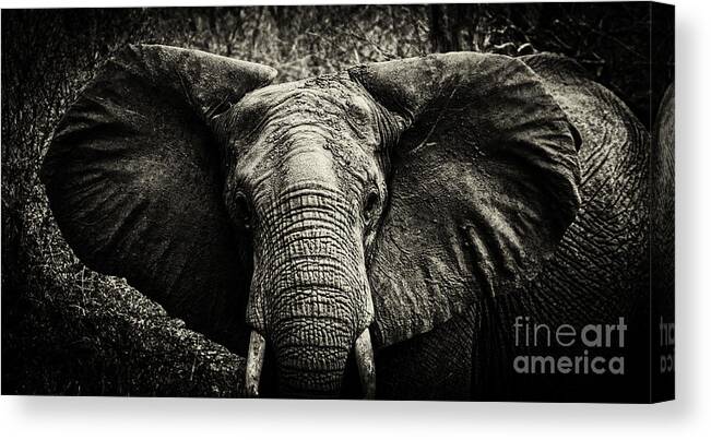 Elephant Canvas Print featuring the photograph African Elephant #1 by Lev Kaytsner