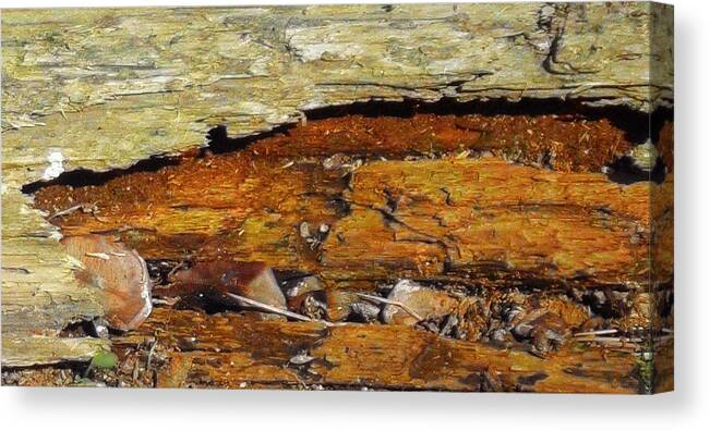 Tree Canvas Print featuring the mixed media Fallen Tree by Christopher Reed