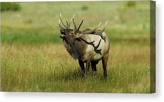 Rocky Canvas Print featuring the photograph Bull Elk Bugling #4 by Gary Langley