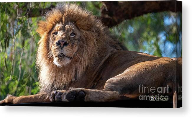 David Levin Photography Canvas Print featuring the photograph A Lounging Lion by David Levin