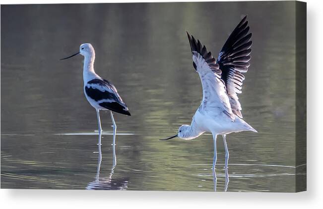 American Avocet Canvas Print featuring the photograph American Avocet 8497-091020-2 by Tam Ryan