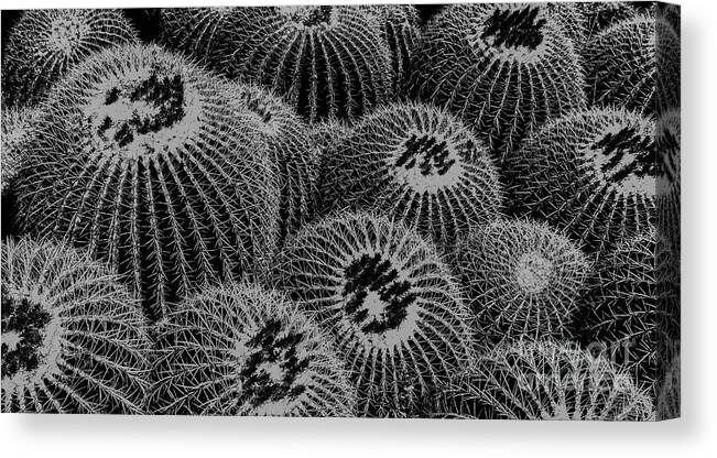 Cactus Canvas Print featuring the photograph Barrel Cactus by Seth Betterly