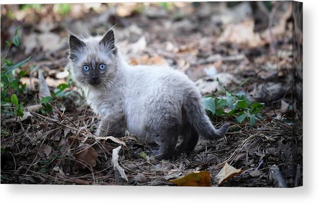 Kitten Canvas Print featuring the photograph Blue Eyes by DArcy Evans