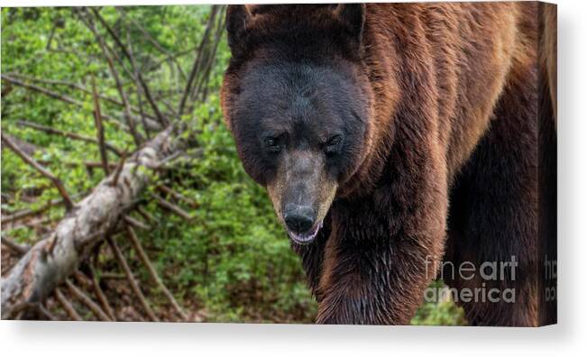 European Brown Bear Canvas Print featuring the photograph Brown Bear and Fallen Tree by Arterra Picture Library