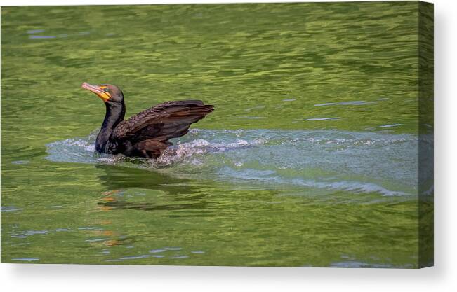 Cormorant Canvas Print featuring the photograph Cormorant Strikes a Pose by Marcy Wielfaert