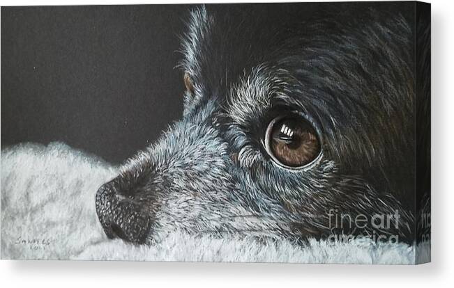 Dog Canvas Print featuring the drawing Cozy Pup by Pamela Sanders