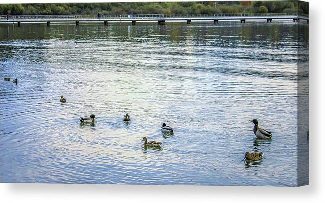 Animals Canvas Print featuring the photograph Ducks on the lake by Anamar Pictures