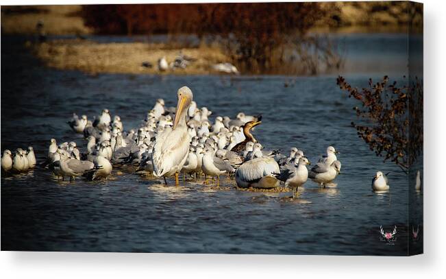 Pelican Canvas Print featuring the photograph Feathered Friends by Pam Rendall