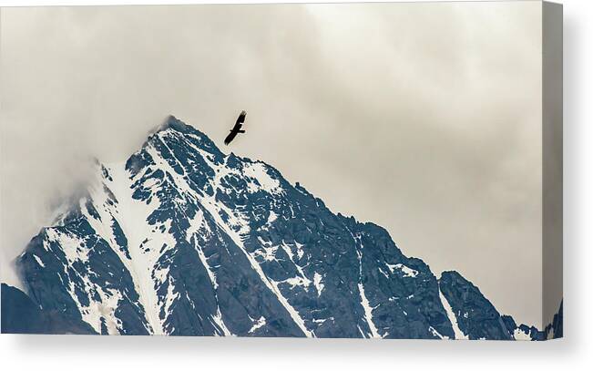 Above Canvas Print featuring the photograph Free to Soar by Marcy Wielfaert