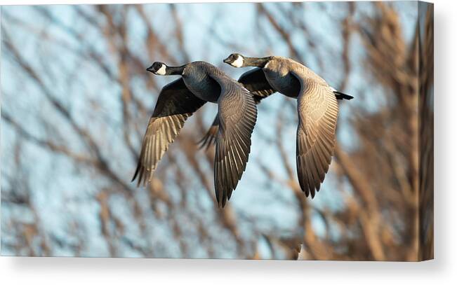 Canadian Canvas Print featuring the photograph Goose with a tail gater by Gary Langley