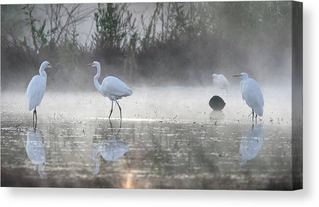 Great Egrets Canvas Print featuring the photograph Great Egrets in the Mist 3100-010820 by Tam Ryan