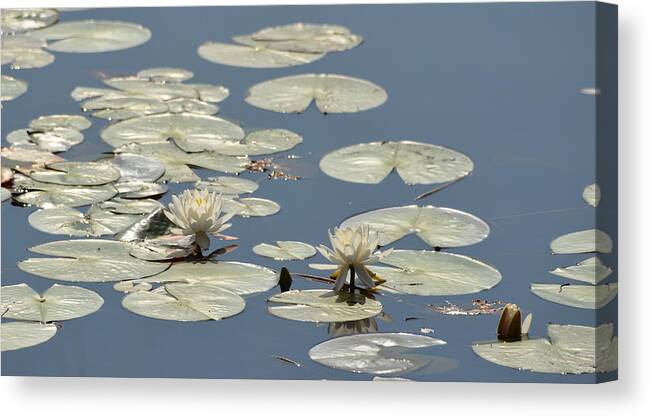 Water Lily Canvas Print featuring the photograph Morning Brilliance by Carla Parris