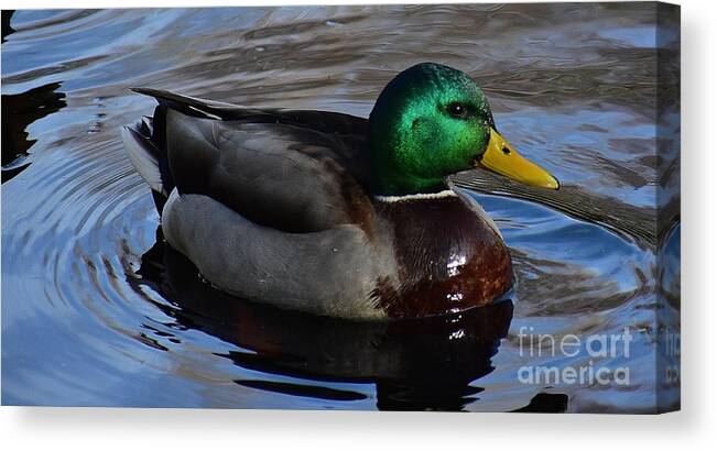 Duck Canvas Print featuring the photograph Mr. Mallard by Jimmy Chuck Smith