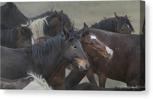 Stallion Canvas Print featuring the photograph Mustangs in Wait. by Paul Martin