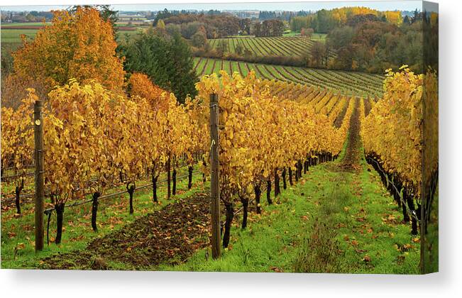 Vineyard Canvas Print featuring the photograph Patterns of Fall in the Vineyard by Leslie Struxness