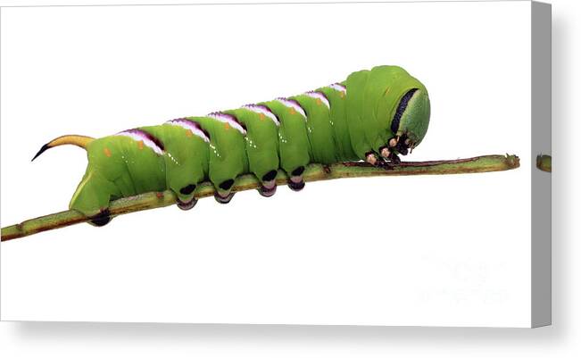 Privet Hawkmoth Canvas Print featuring the photograph Privet Hawkmoth caterpillar by Warren Photographic