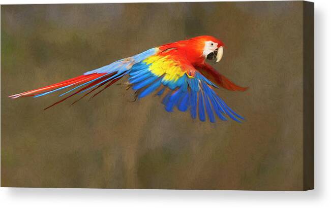 Bird Canvas Print featuring the photograph Scarlet Macaw in Flight by Art Cole