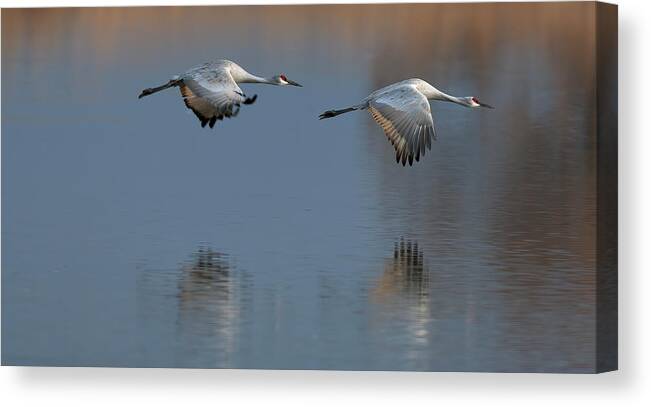 Sand Hill Canvas Print featuring the photograph SandHill Crane returning by Gary Langley