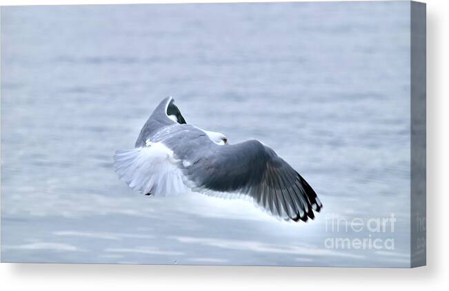 Bird Canvas Print featuring the photograph Spread your Wings and Fly by Debra Banks