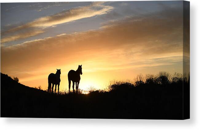 Stallion Canvas Print featuring the photograph Stallions at Sunrise. by Paul Martin