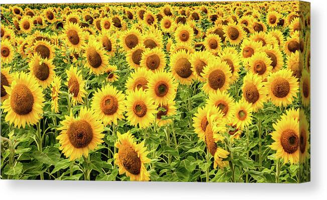 Sunflowers Canvas Print featuring the photograph Sunflowers As Far As The Eye Can See by Marcy Wielfaert