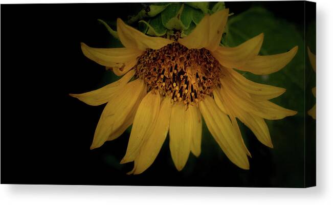 Flower Canvas Print featuring the photograph The Flashy Wild Sunflower by Laura Putman