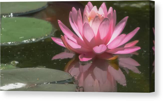 Purity Canvas Print featuring the photograph The Pink Lotus by Christina McGoran