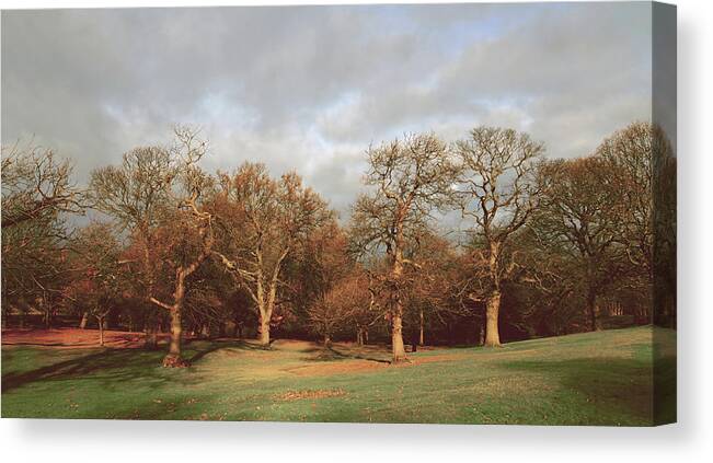 Winter Canvas Print featuring the photograph Winter Sunshine by Mark Rogan