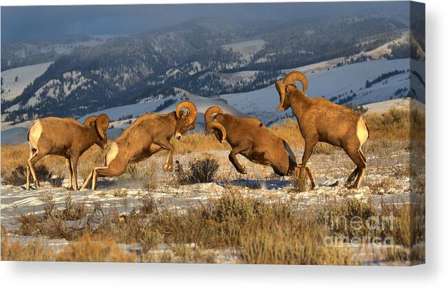 Bighorn Canvas Print featuring the photograph Wyoming Bighorn Brawlers Panorama by Adam Jewell
