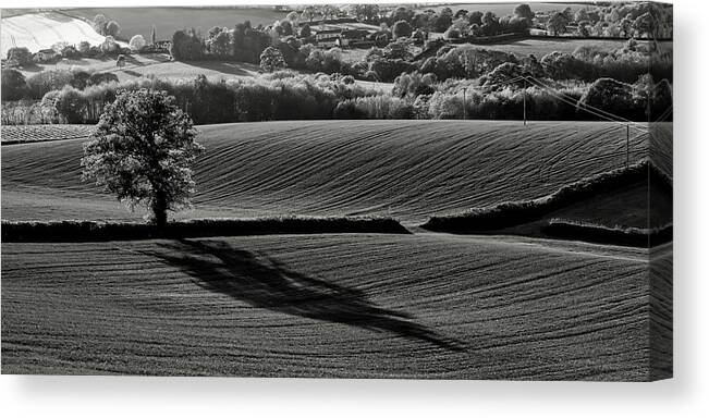 Butterleigh Canvas Print featuring the photograph Tree and shadow by Pete Hemington