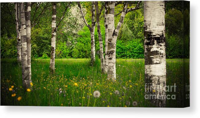 Birch Canvas Print featuring the photograph Birches by Hannes Cmarits