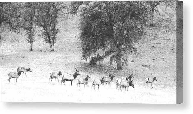 Elk Canvas Print featuring the photograph Bull Elk With Harem #1 by Frank Wilson