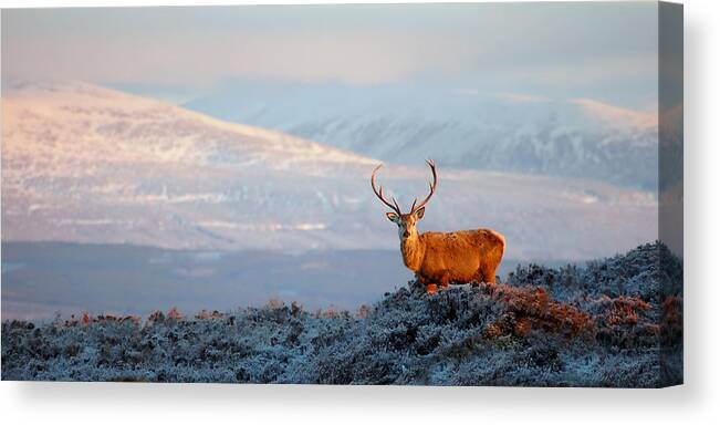 Red Deer Stag Canvas Print featuring the photograph Red deer stag #16 by Gavin Macrae
