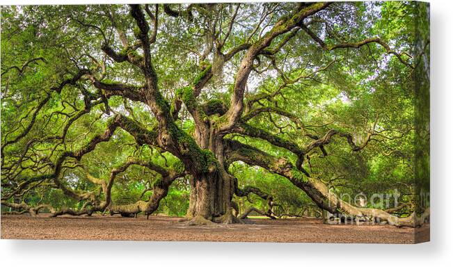 #faatoppicks Canvas Print featuring the photograph Angel Oak Tree of Life #2 by Dustin K Ryan