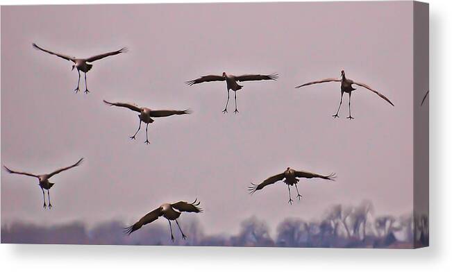 Cranes Canvas Print featuring the photograph Are You Sure this is the Spot by Don Schwartz