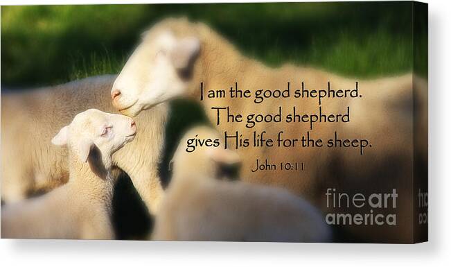 Sheep Canvas Print featuring the photograph Baby Lamb with Scripture by Jill Lang